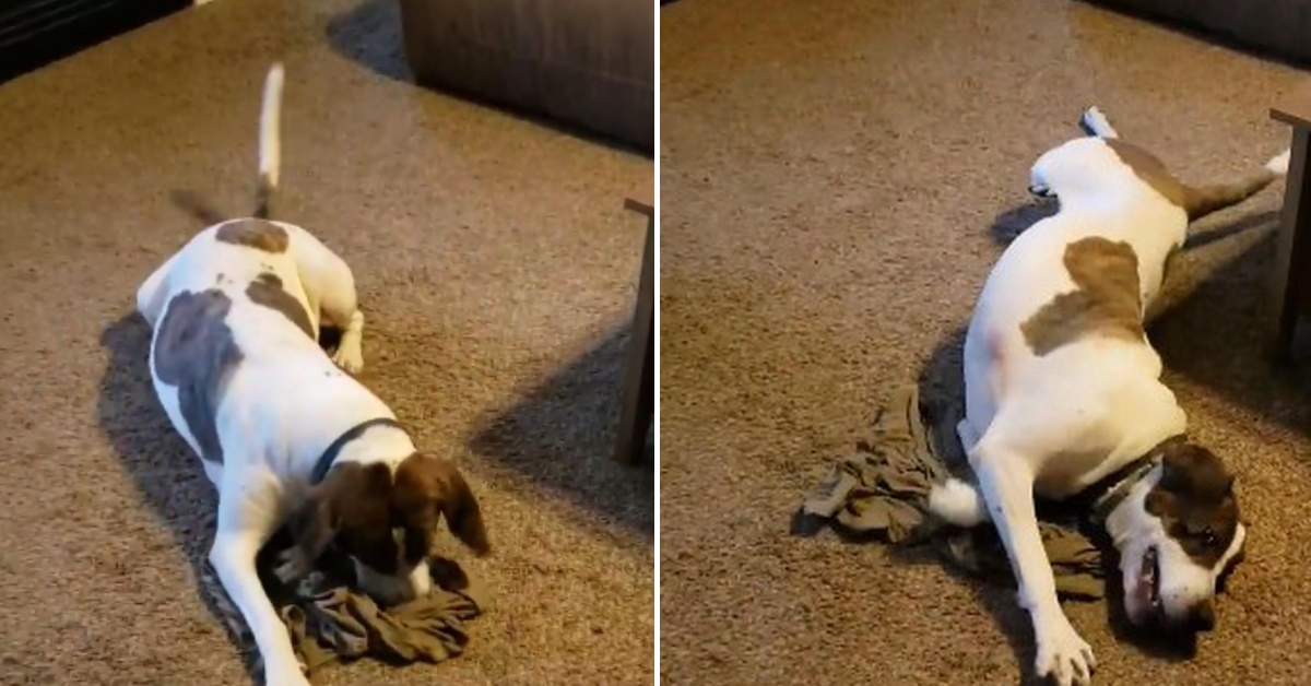 Deployed soldier sends t-shirt home, dog smells it and adorably go crazy
