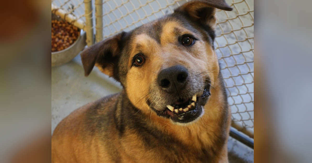 Dog Can Not Believe That He Lastly Locate A Home After 2,381 Days In The Sanctuary
