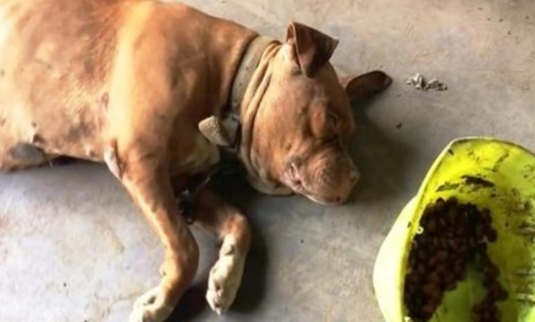 Dog Chained To Exact Same Place For 8 Years, Sees Woman Approaching & Lifts Her Head