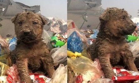 Dog Dumped In A Garbage Truck Finds Loving Family He Deserves
