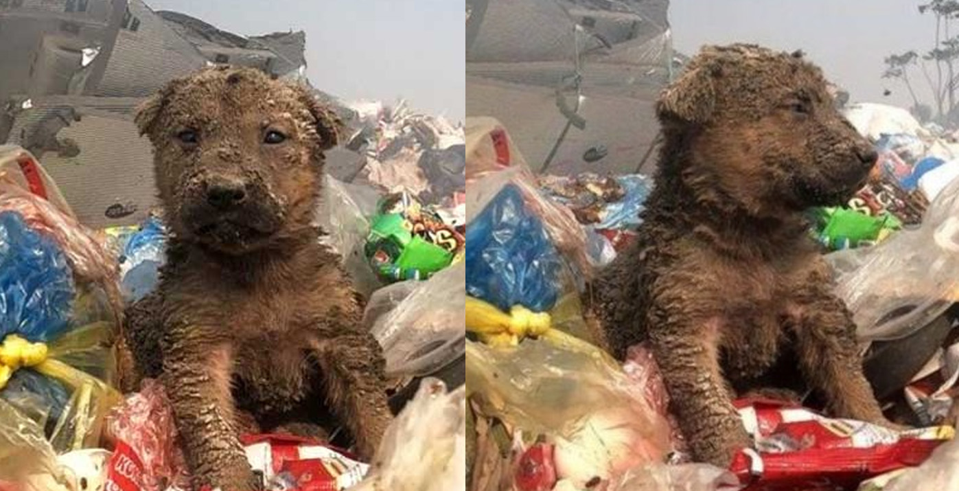 Dog Dumped In A Garbage Truck Finds Loving Family He Deserves