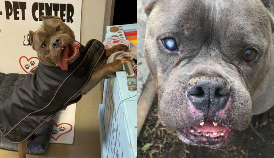 Dog Hasn’t Been Adopted In A Year Even If He Looks A Little Different