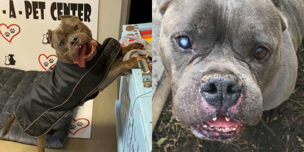 Dog Hasn't Been Adopted In A Year Even If He Looks A Little Different