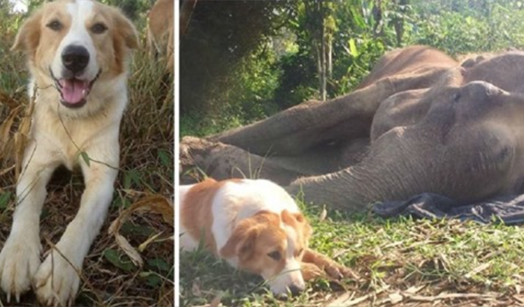 Dog Refuses To Be Separated From His Elephant Buddy In His Last Hrs Of Life