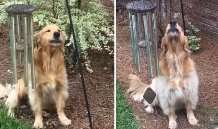 Dog Rings Wind Chimes Every Day So He Can Sing