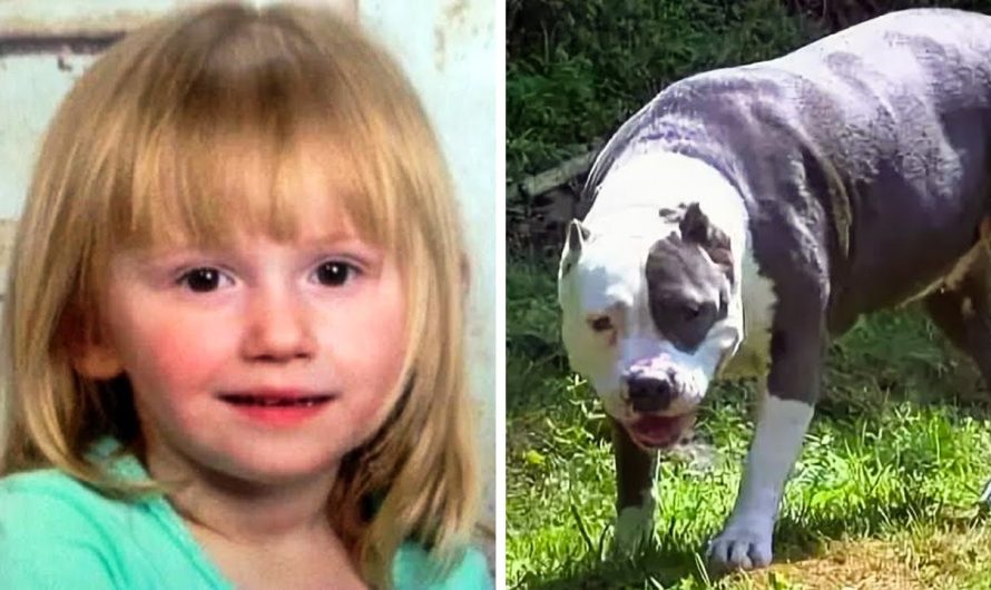 Dog Stayed By The 2-Year-Old Missing Girl For 2 Days
