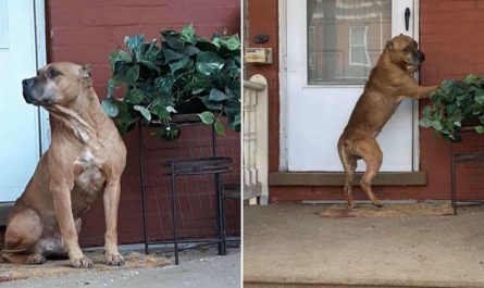 Dog Waited On The Deck For Weeks After His Family Moved Away