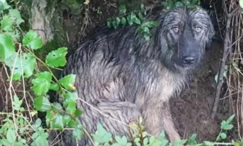 Dog Waits In Pouring Rain For Family To Come Back