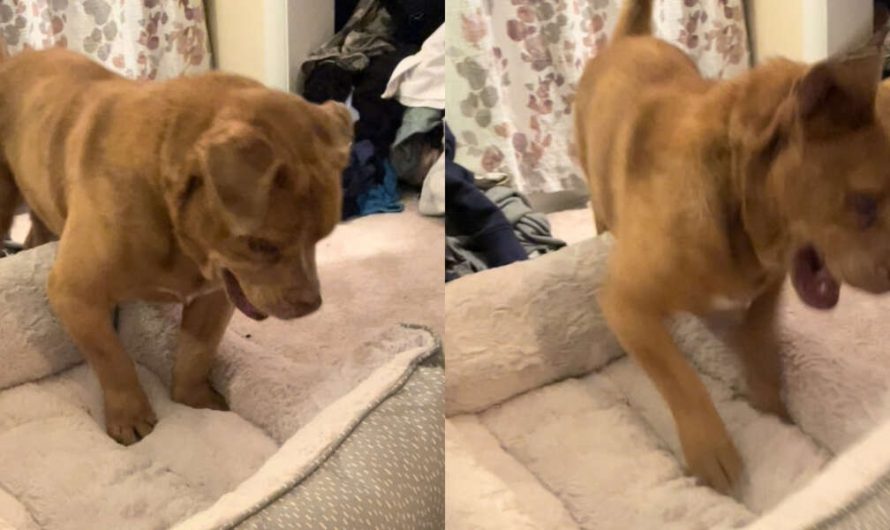 Dog Who Was Chained For 8 Years Can’t Believe He’s Getting His Own Bed