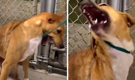 Dog With Broken Bones Shudders At People Touch, However A Woman Asks For Her Trust