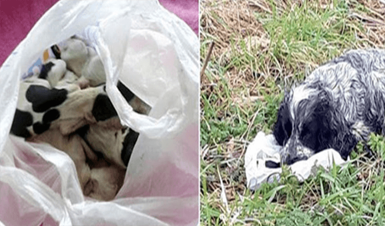 Dog found by the street holding a plastic bag with her puppies