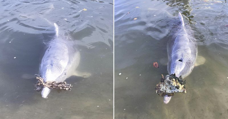 Dolphin Brings Gifts From The Bottom Of The Sea To People In Exchange For Food