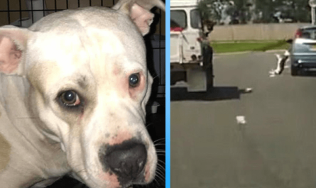 Dream Of A Sad & Scared Dog Pushed Out Of A Moving Car Now Finally Came True