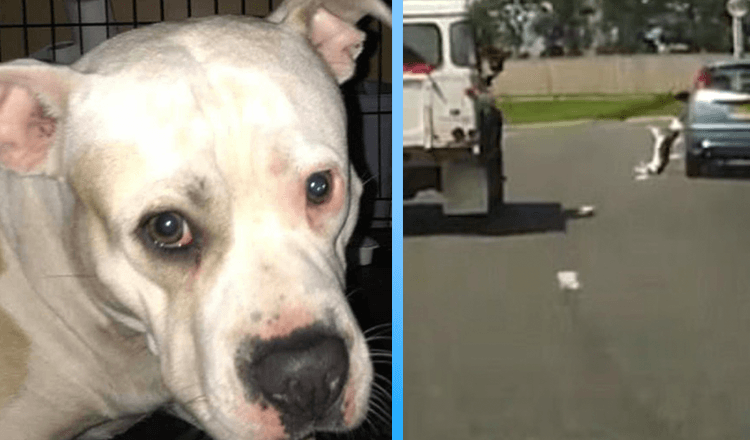 Dream Of A Sad & Scared Dog Pushed Out Of A Moving Car Now Finally Came True