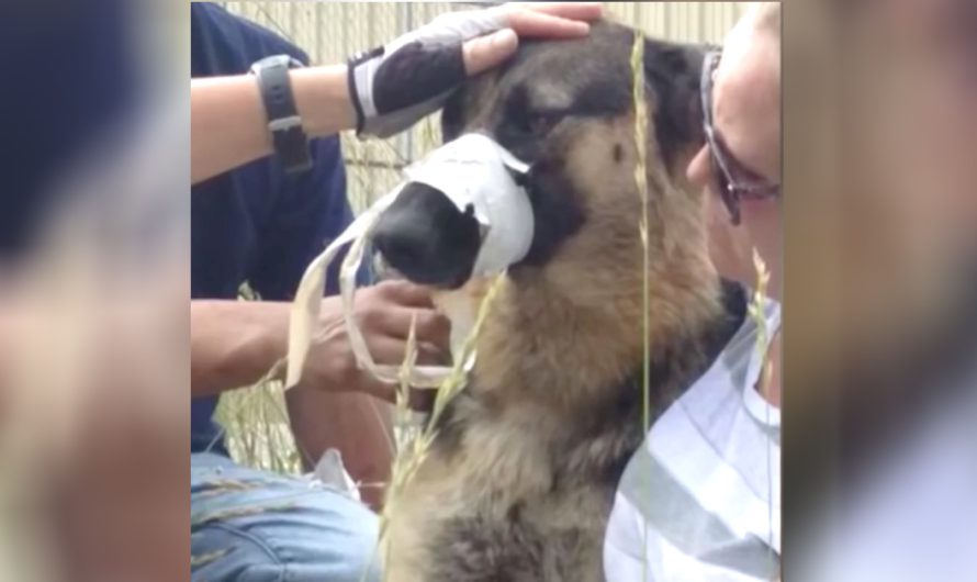 Driver Pulls Over When He Sees Dog With Taped Muzzle And Legs