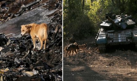 Eastern Ukraine: Animals In The Crossfire