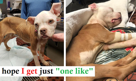 Emaciated Dog Tossed In Dumpster On Christmas Day Gets An Unique Holiday Gift