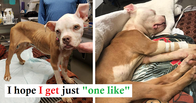 Emaciated Dog Tossed In Dumpster On Christmas Day Gets An Unique Holiday Gift