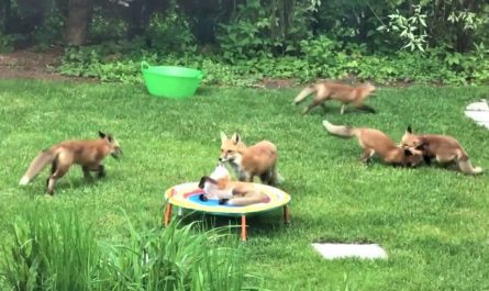 Family Of Adorable Little Foxes Keeps Visiting Man's Backyard