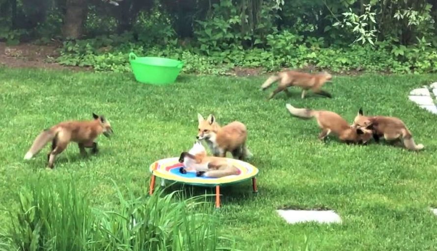 Family Of Adorable Little Foxes Keeps Visiting Man’s Backyard