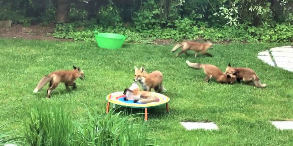 Family Of Adorable Little Foxes Keeps Visiting Man's Backyard