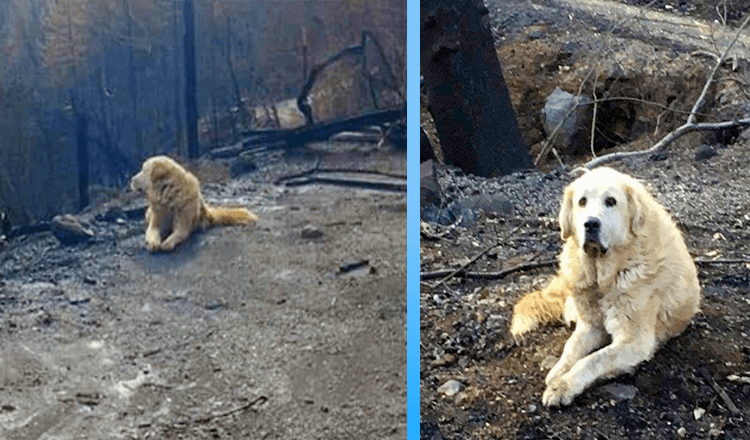 Family Returns Home a Month After Fire and Finds Their Dog Waiting for Them