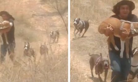 Father Runs With Disabled Dog To Help Him Have Fun During Playtime With Siblings