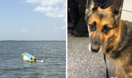 German Shepherd treads water for eleven hours to save his owner