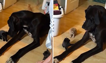 Giant Great Dane is super wonderful with small kittens