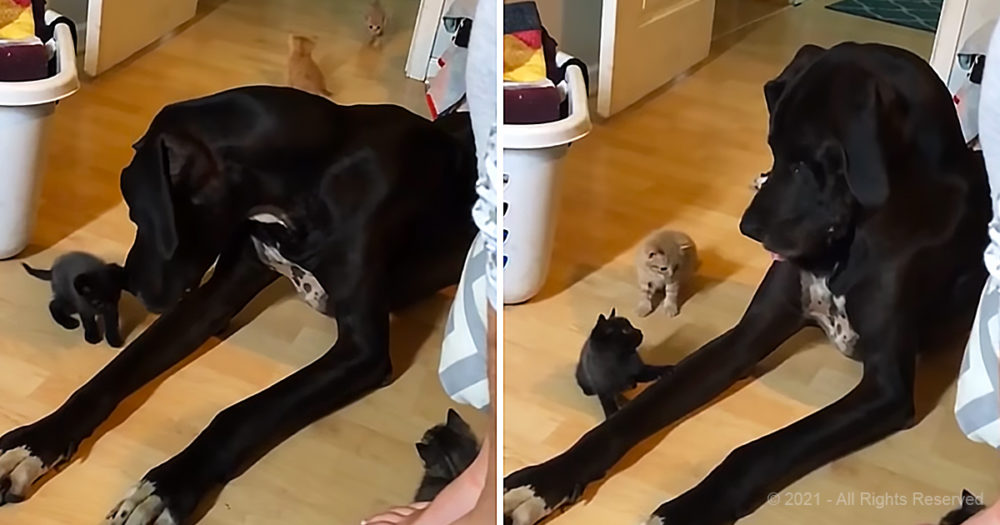 Giant Great Dane is super wonderful with small kittens