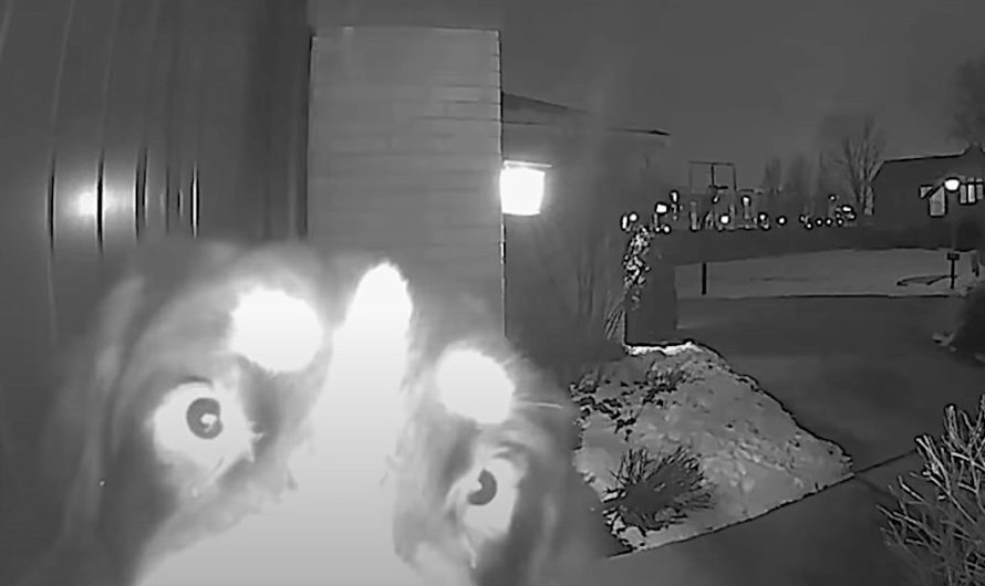 Girl Uses Doorbell Cam To Talk To Her Dog Over 1,000 Miles Away