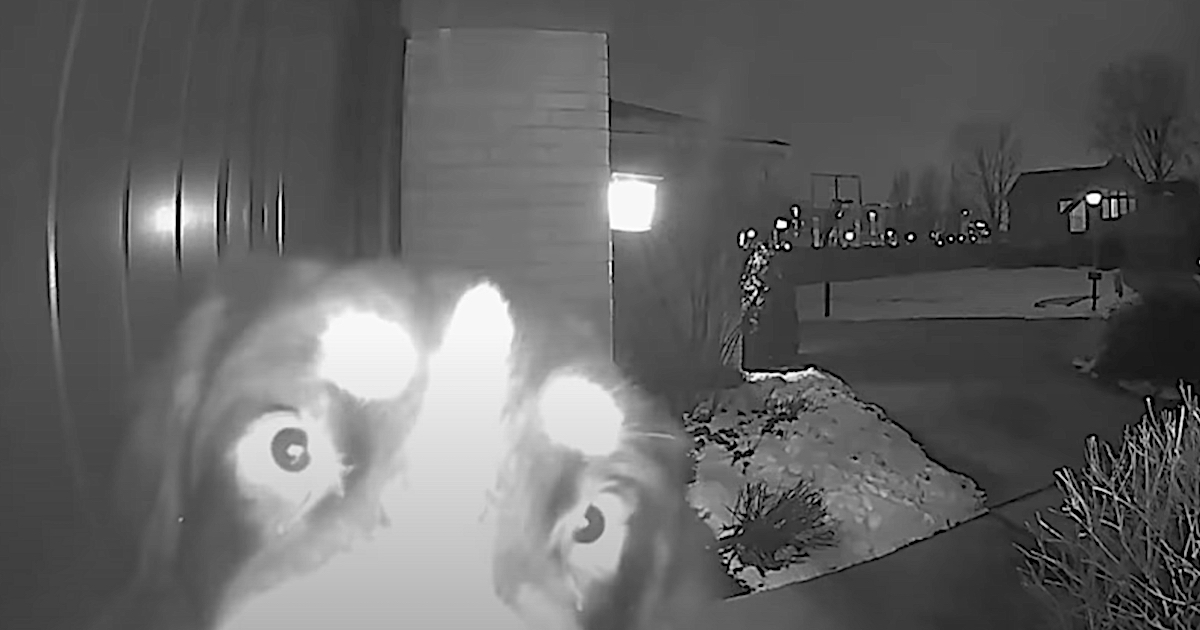 Girl Uses Doorbell Cam To Talk To Her Dog Over 1,000 Miles Away