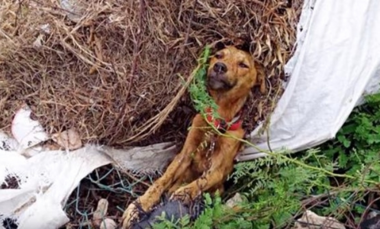 He Laid Dying, Stuck On Side Of Roadway But Soon His Past Would No More Haunt Him