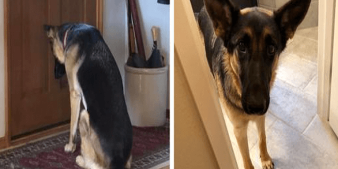 Heartbroken dog waits by the door for her father to get back from the hospital.