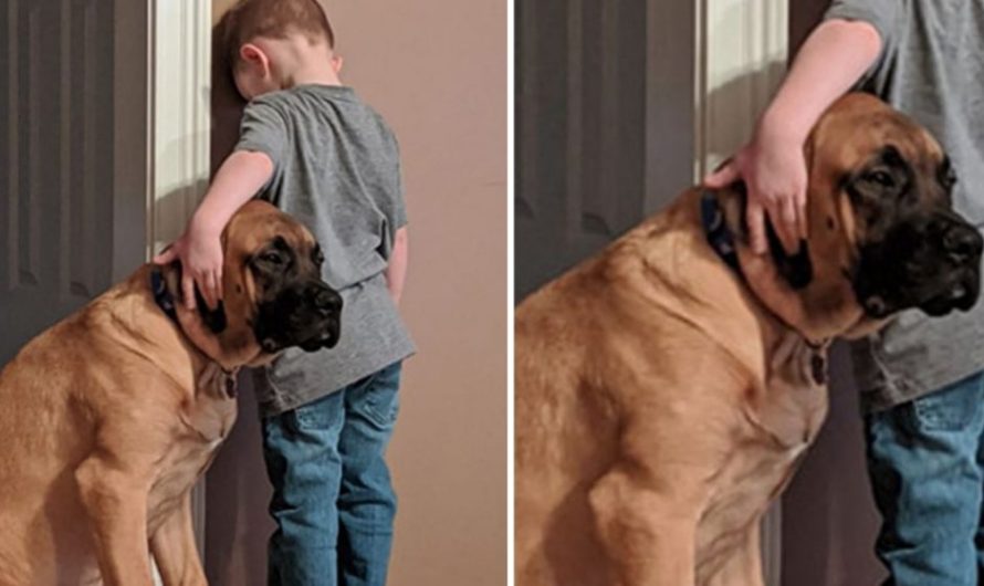 Heartwarming moment loyal dog keeps kid company throughout ‘time out’