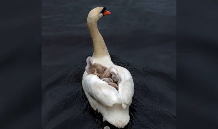 Hero Swan Dad Steps Up To Raise His Babies After Mom Dies