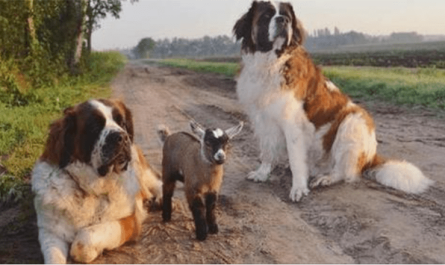 Huge St. Bernards Raise Baby Goat As Their Own
