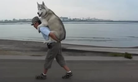 Human Gives His Dog A Piggyback Ride When She Gets Tired From Their Walk