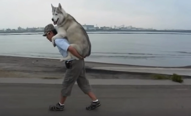 Human Gives His Dog A Piggyback Ride When She Gets Tired From Their Walk