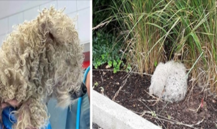 If only he could speak: Blind senior dog found 'curled up in a little ball by the roadside'