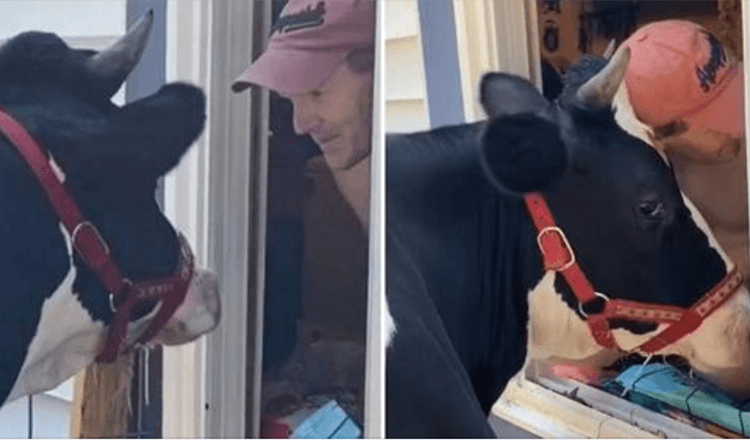 Impatient Cow Moos At Rescuer's Home window Every Morning For Hugs And Kisses