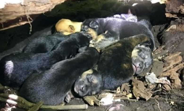 In Spite Of Her Broken Leg, Mother Dog Carried All 13 Pups To The Safest Hiding Spot