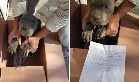 Kid Surrenders His Young Puppy At Shelter, To Keep Him Safe From Being Beaten By His Father!