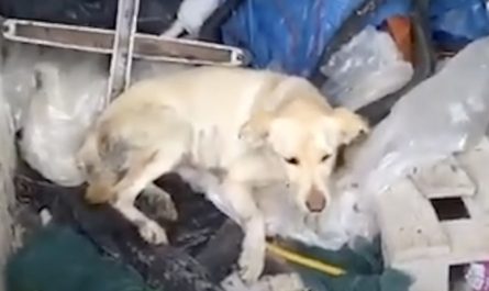 Lab Found On A Stack Of Scrap Wags Her Tail Upon Seeing Someone
