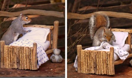 Lady Makes An Adorably Tiny Bed For Squirrels In Her Yard