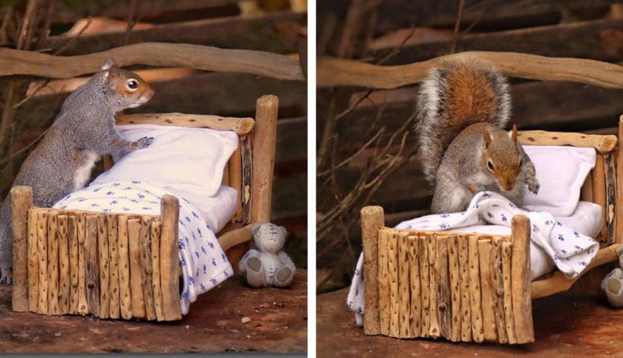 Lady Makes An Adorably Tiny Bed For Squirrels In Her Yard