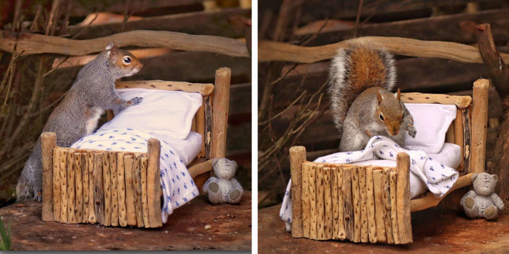 Lady Makes An Adorably Tiny Bed For Squirrels In Her Yard