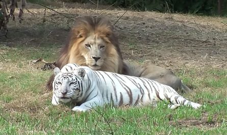 Lion and white tigress become soulmates, and escape zoo