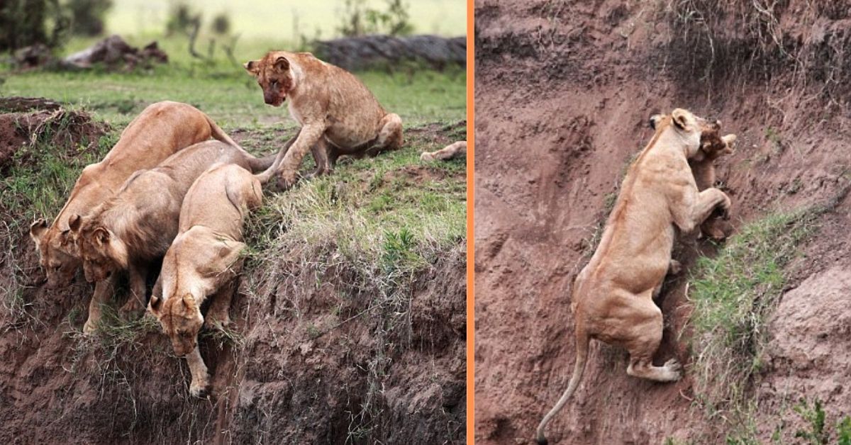 Lioness Risking Her Life To Save Her Child From A Dramatic Rescue