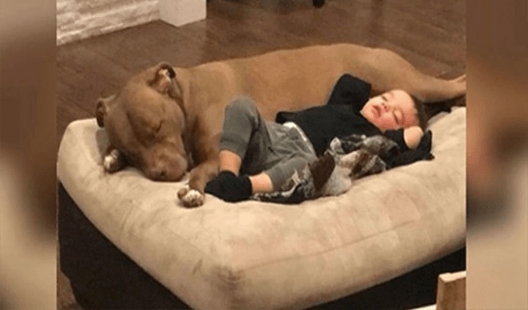 Little Boy Gets The Flu And Just Wants His Rescue Dog To Comfort Him!
